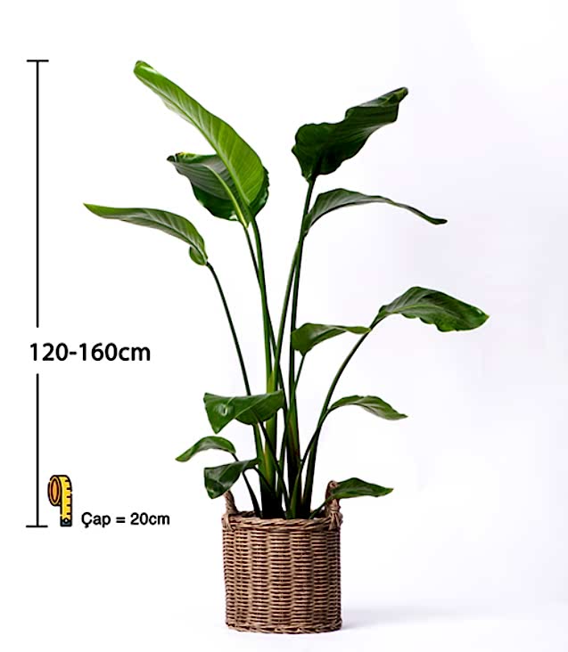 STRELİTZİA NİCOLAİ